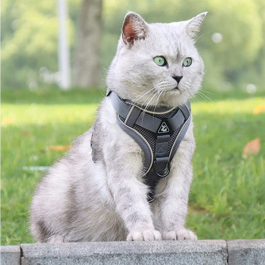 Harnais Chat I SecureOut™