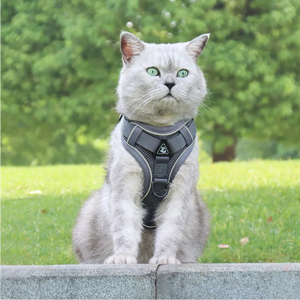 Harnais Chat I SecureOut™