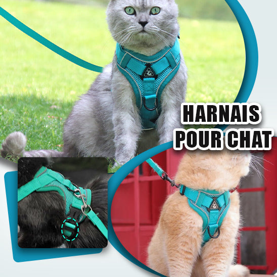 Harnais Chat I SecureOut™