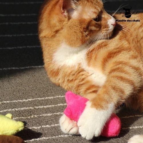 Jouet pour Chat I CatNip™