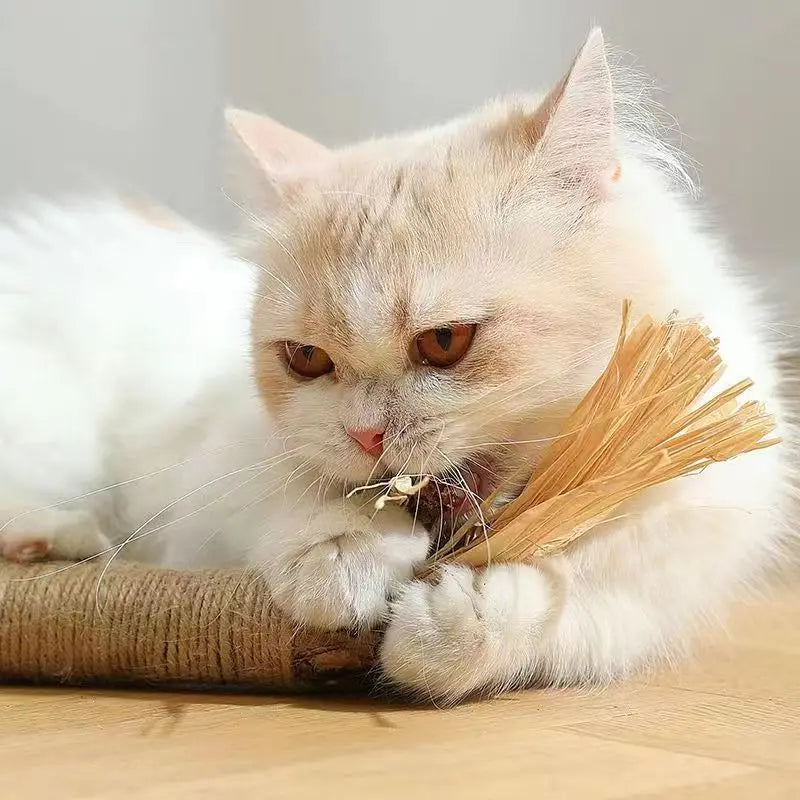 Jouet à mâcher I SweetHome™