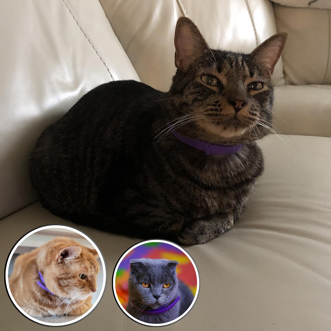 Collier pour Chat I  CalmEase™