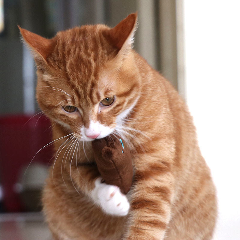 Jouet pour Chat I CatNip™