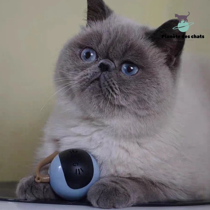 Jouet Fitness pour Chat - Planète des chats