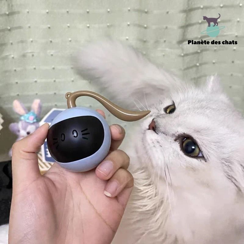 Jouet Fitness pour Chat - Planète des chats