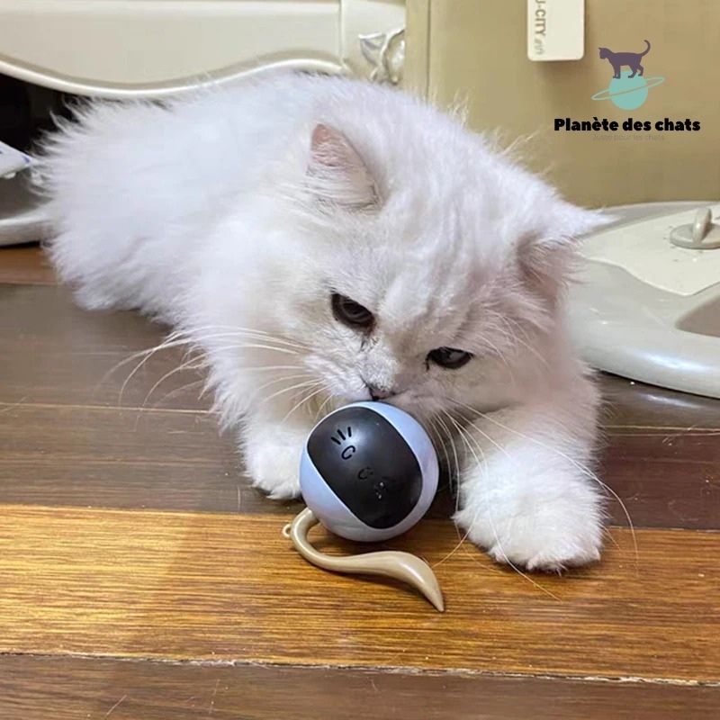 Jouet Fitness pour Chat - Planète des chats