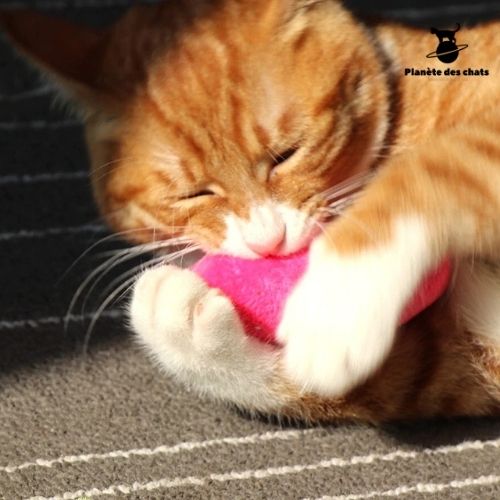 Jouet à mâcher pour chat - Planète des chats