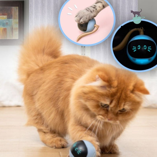 Jouet Fitness pour Chat - Planète des chats